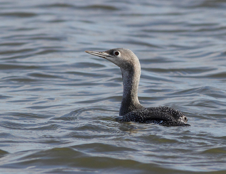 Red-throated Loon