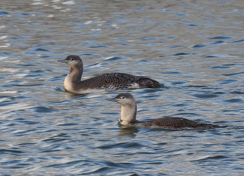 Red-throated Loon