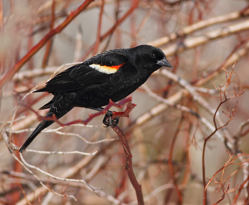 Red-winged Blackbird