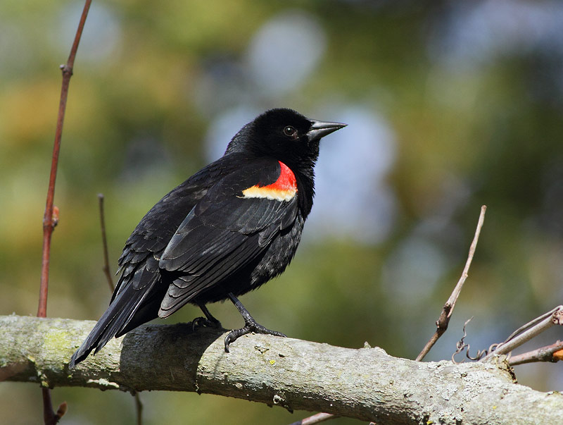Red-winged Blackbird
