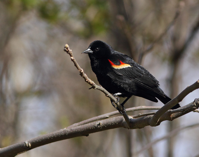 Red-winged Blackbird