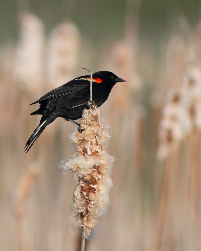 Red-winged Blackbird