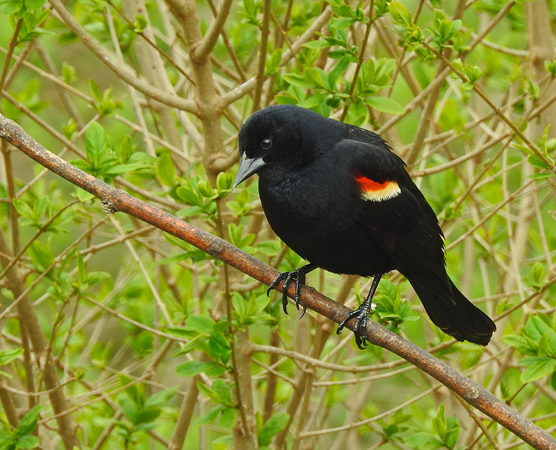 Red-winged Blackbird