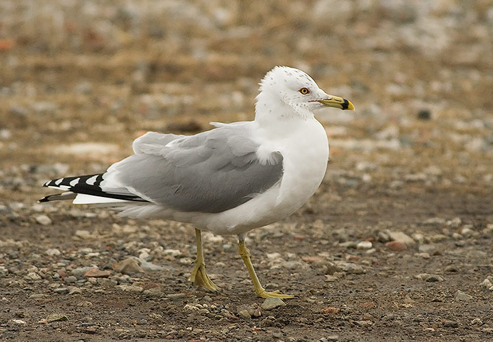 Ring-billed Gull