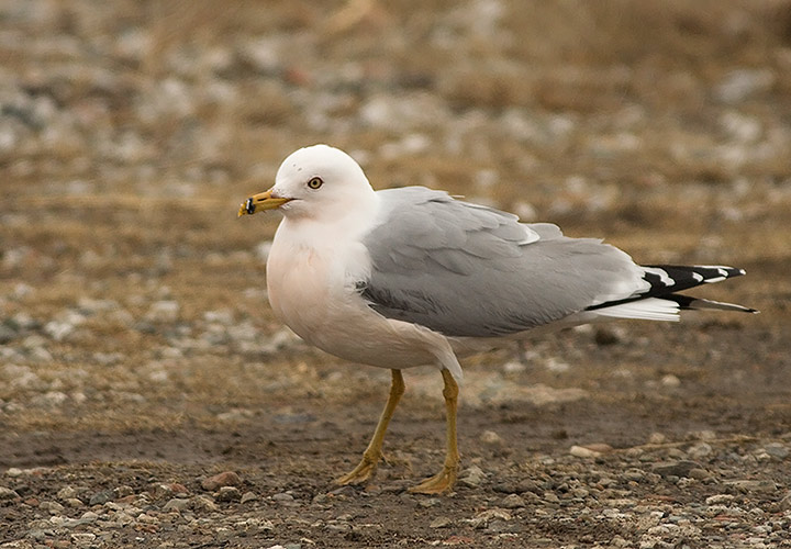 Ring-billed Gull
