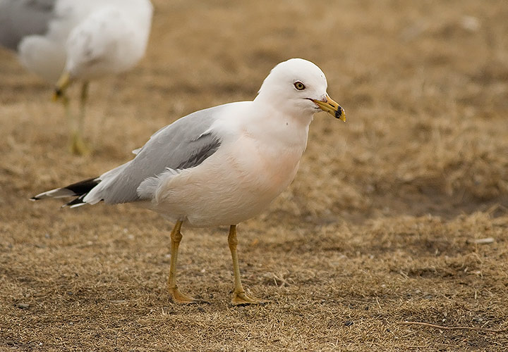 Ring-billed Gull