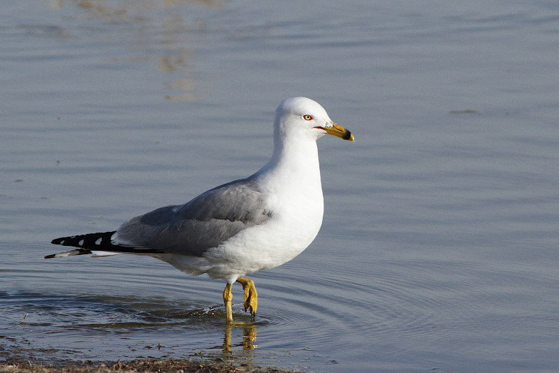Ring-billed Gull