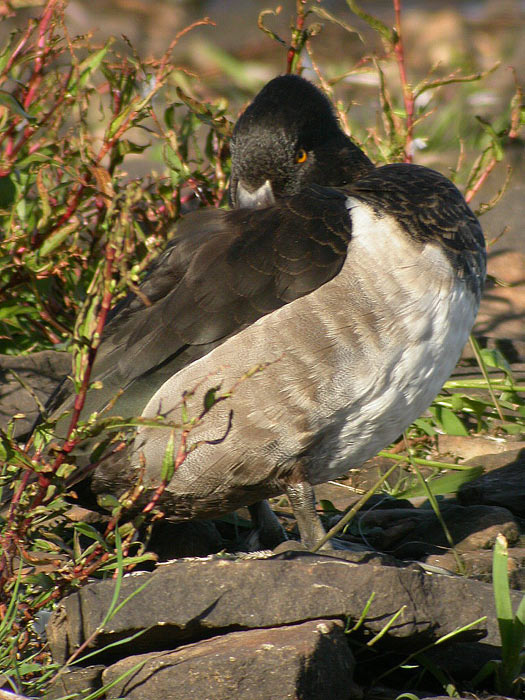 Ring-necked Duck