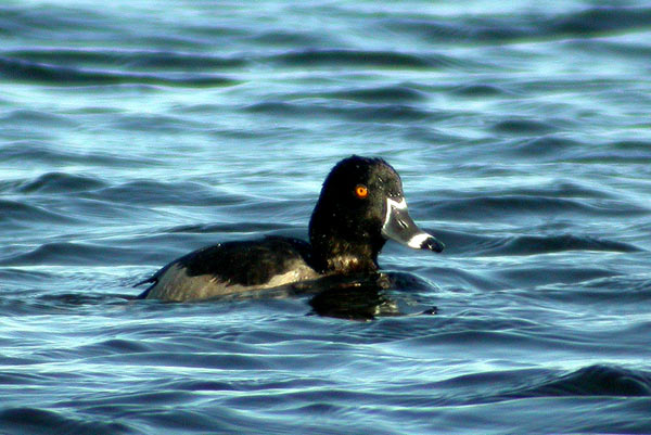 Ring-necked Duck