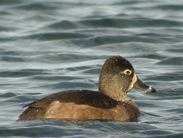 Ring-necked Duck