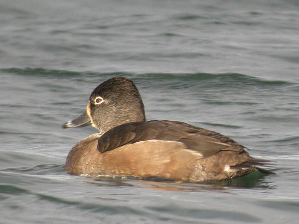 Ring-necked Duck