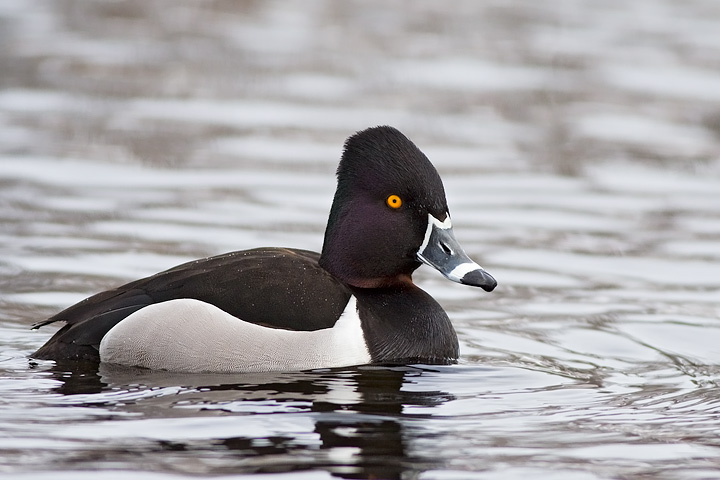 Ring-necked Duck