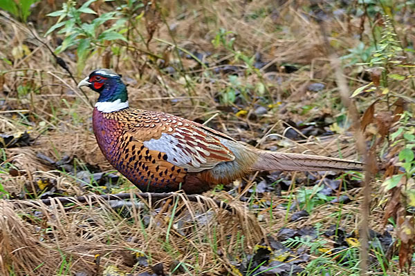 Ring-necked Pheasant
