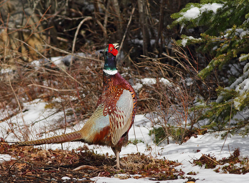 Ring-necked Pheasant