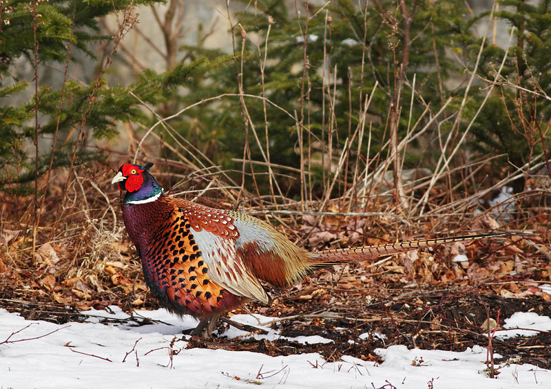 Ring-necked Pheasant