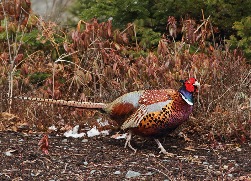 Ring-necked Pheasant