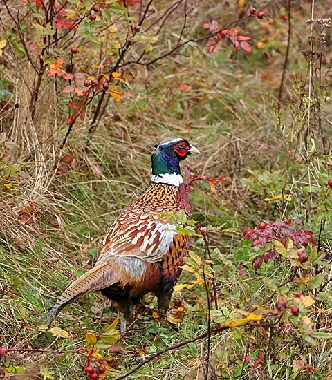 Ring-necked Pheasant
