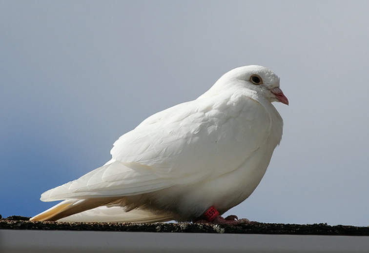 Rock Pigeon