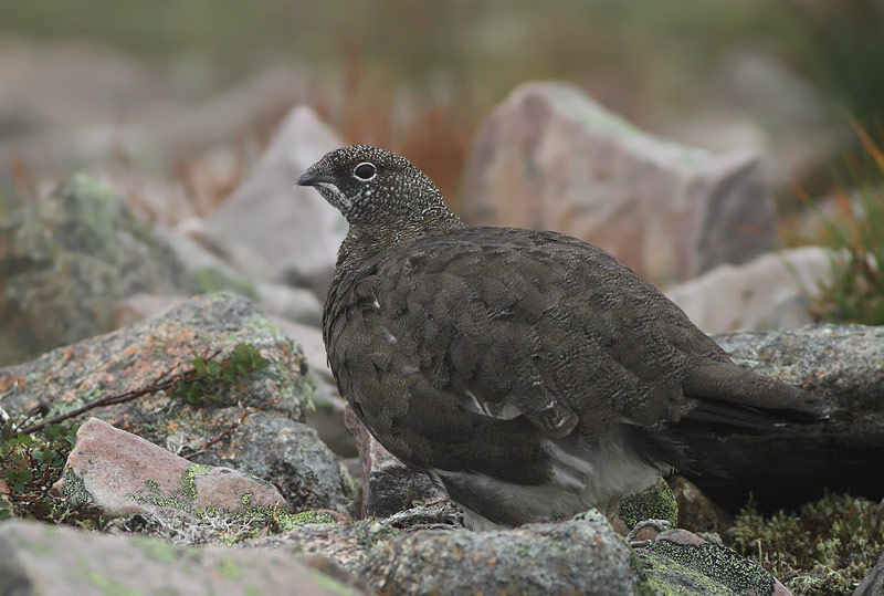 Rock Ptarmigan