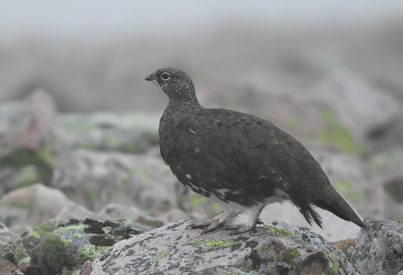 Rock Ptarmigan