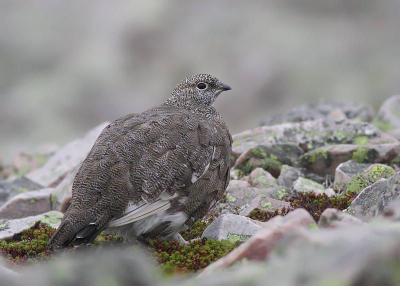 Rock Ptarmigan