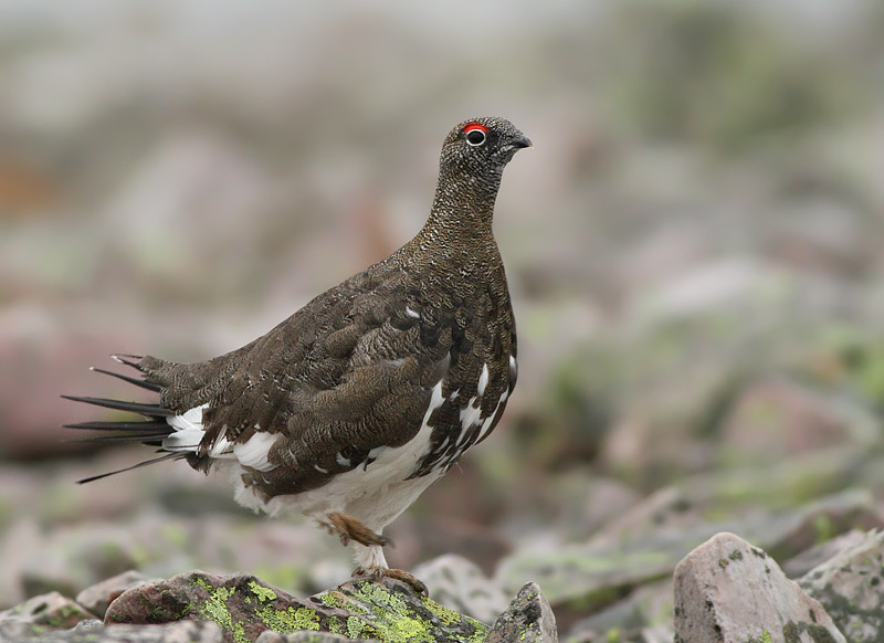 Rock Ptarmigan