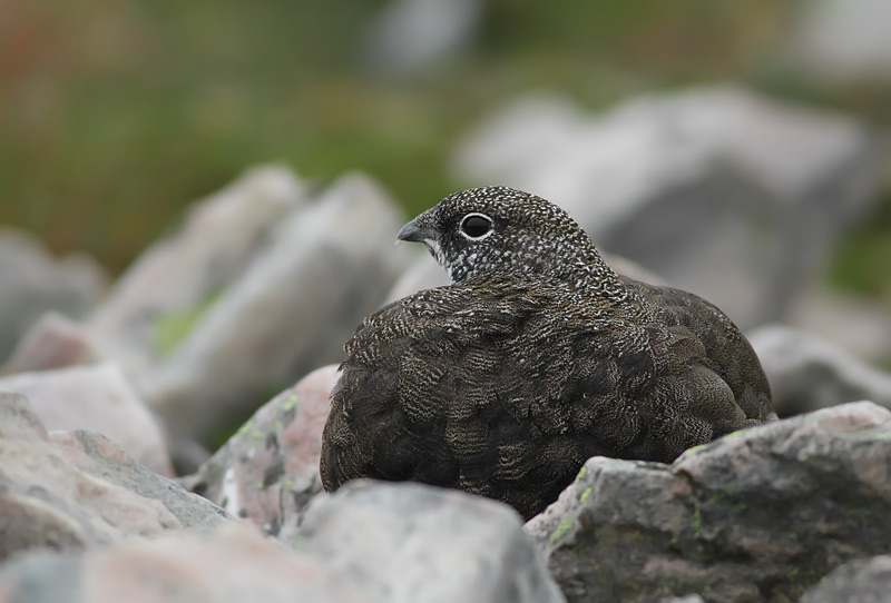 Rock Ptarmigan