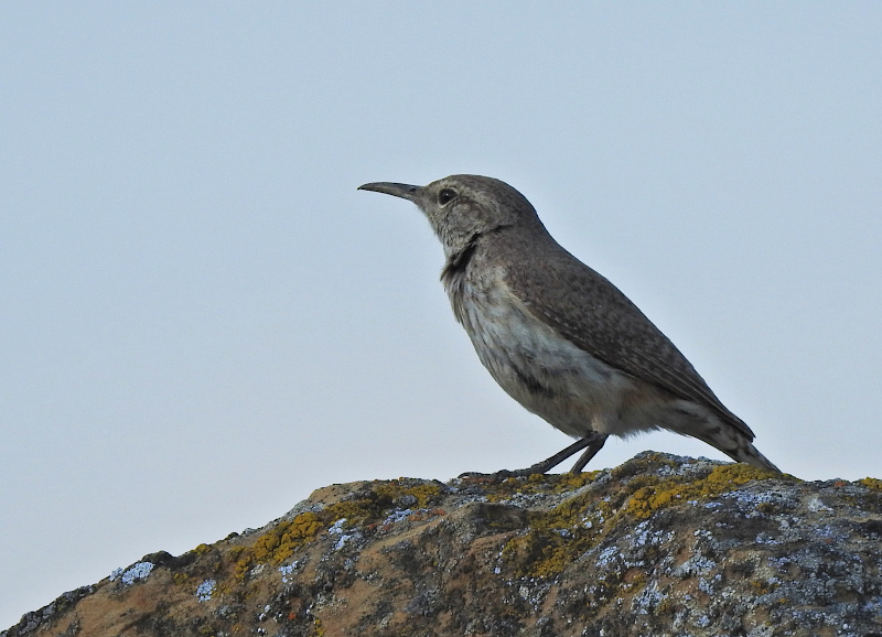 Rock Wren