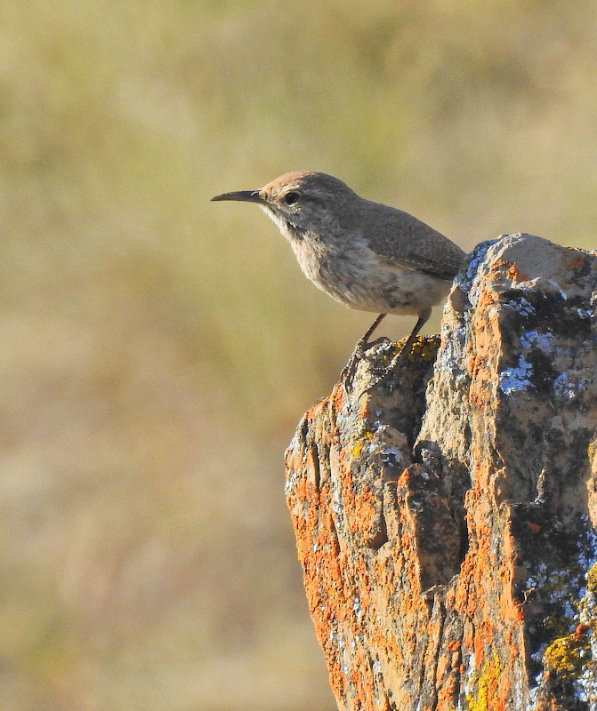 Rock Wren