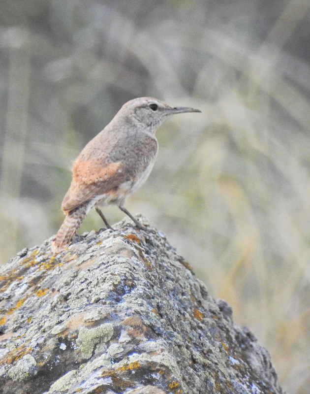 Rock Wren