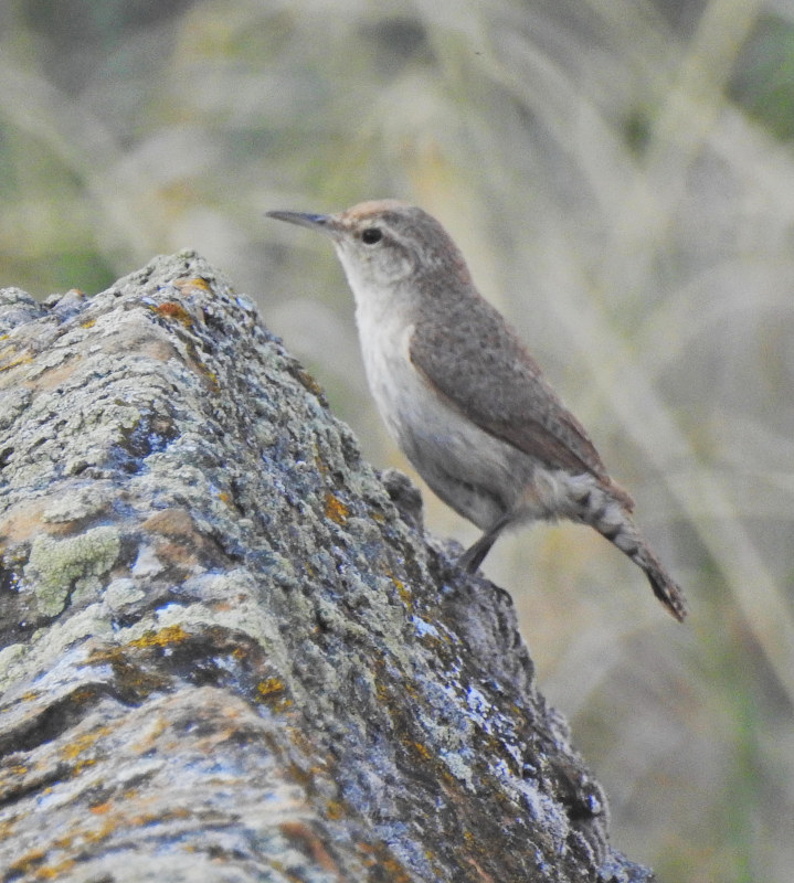 Rock Wren