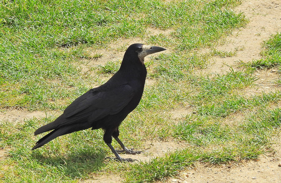 Rook