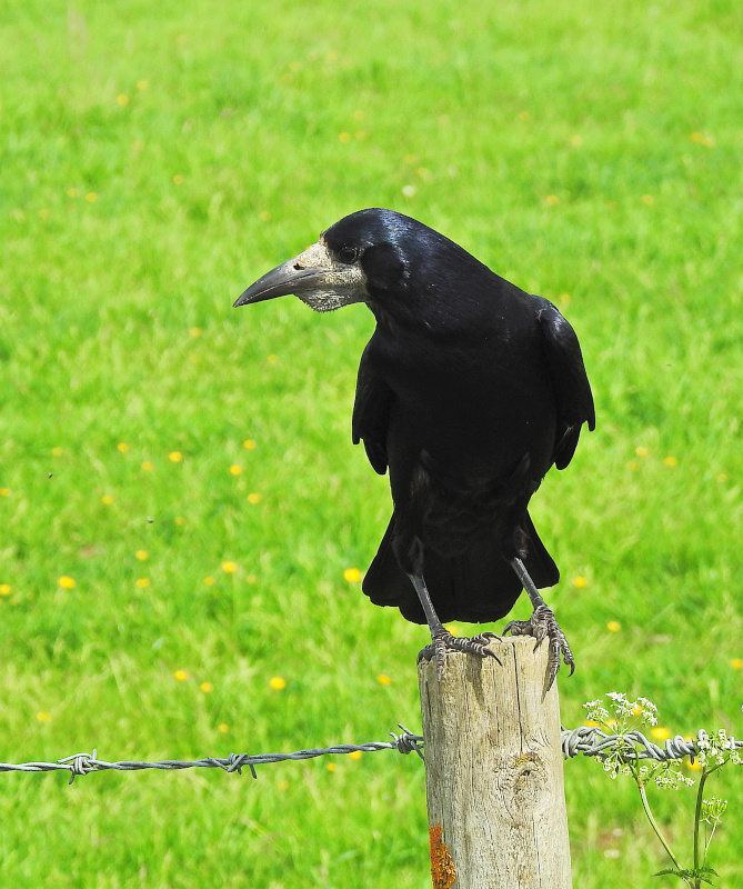 Rook