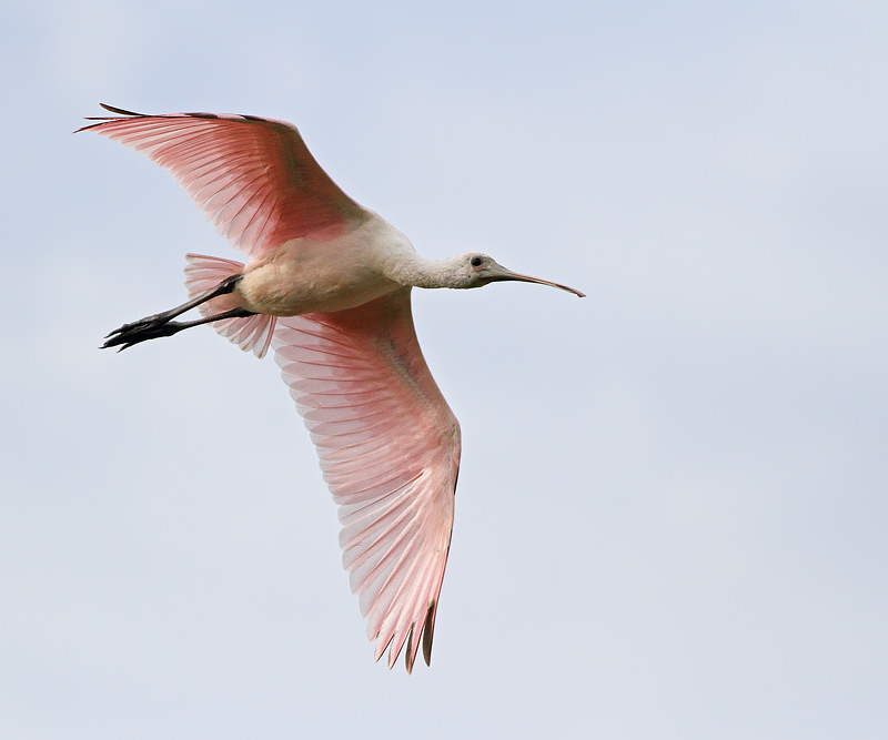 Roseate Spoonbill