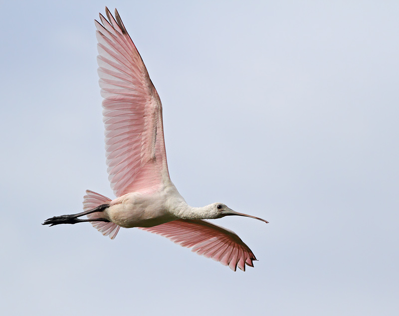 Roseate Spoonbill