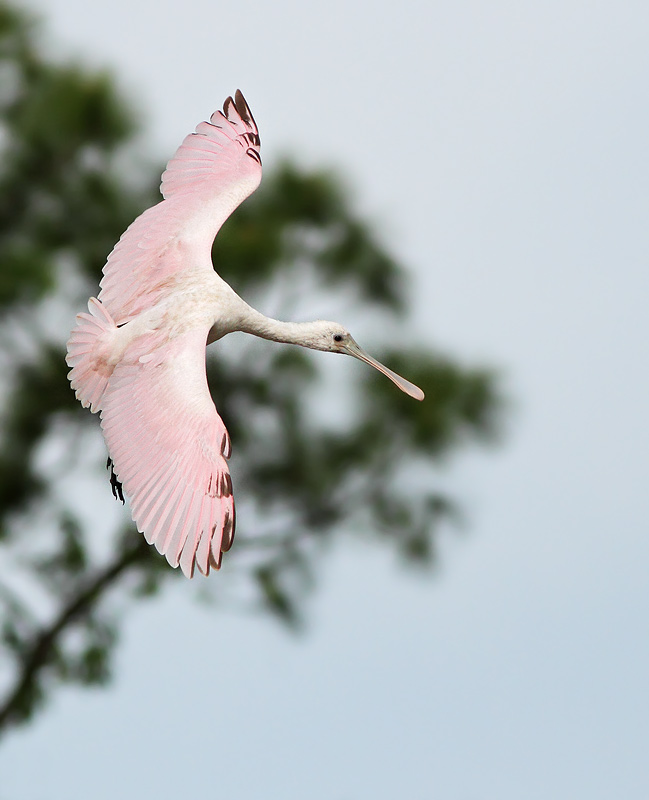 Roseate Spoonbill