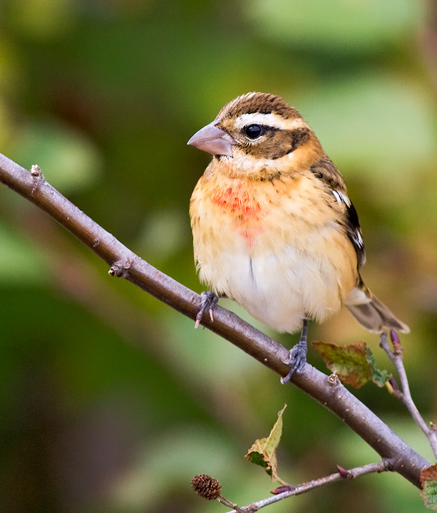 Rose-breasted Grosbeak