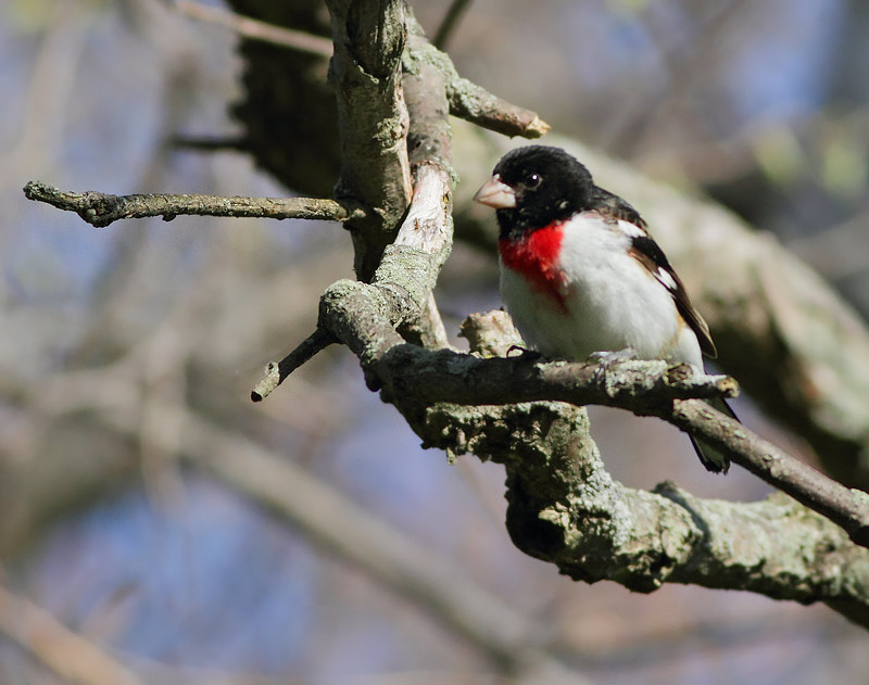 Rose-breasted Grosbeak
