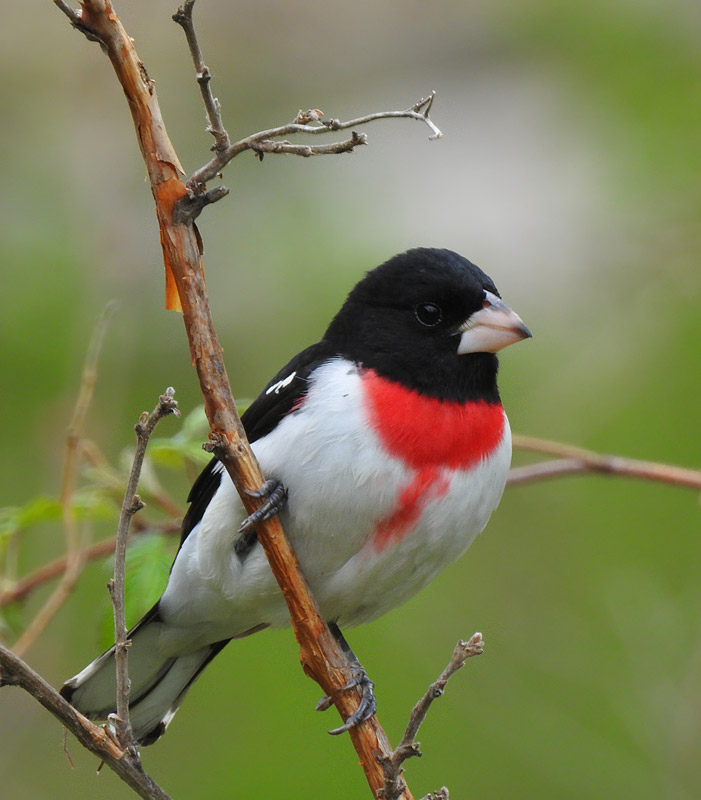 Rose-breasted Grosbeak