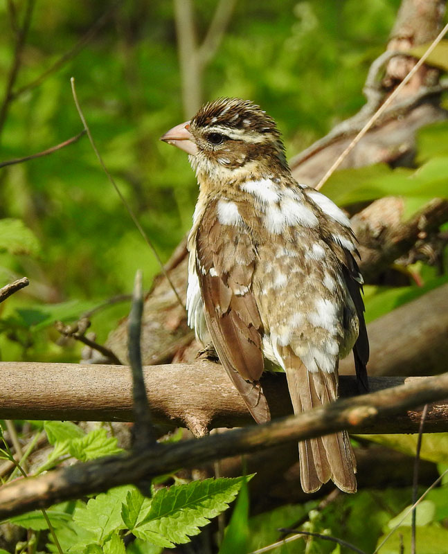 Rose-breasted Grosbeak