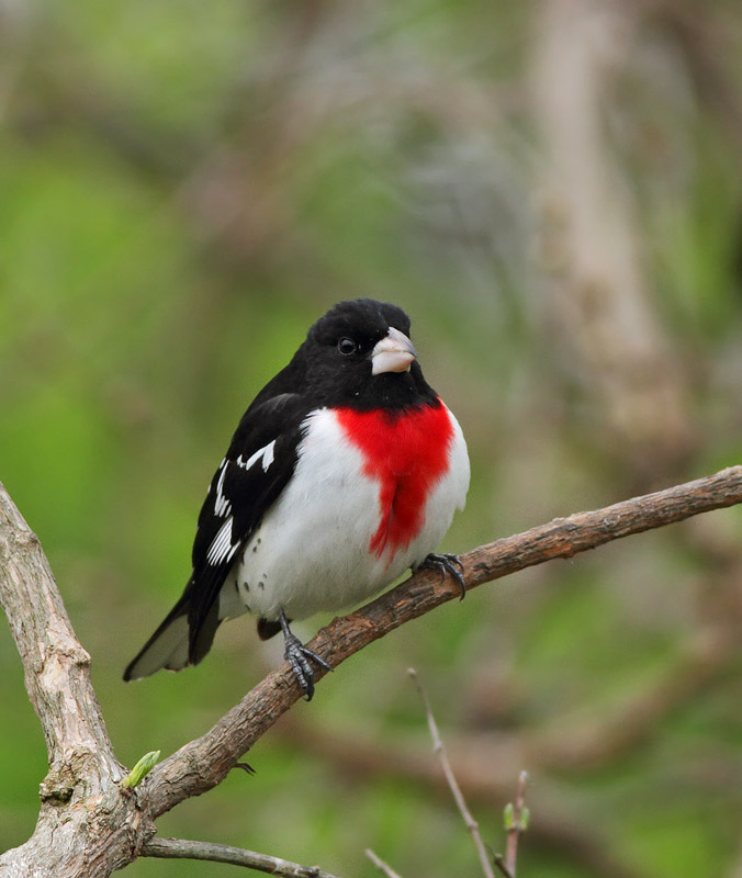 Rose-breasted Grosbeak
