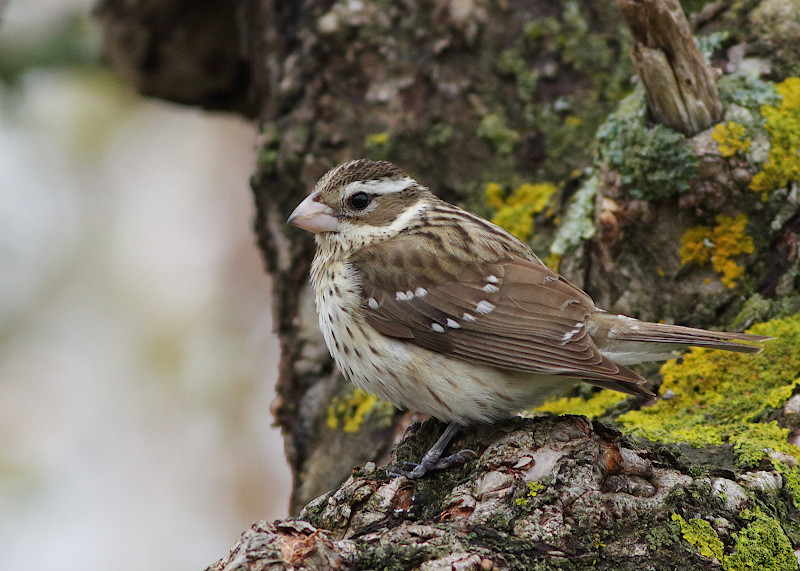 Rose-breasted Grosbeak