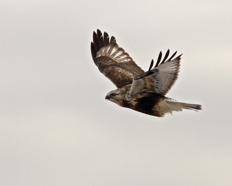 Rough-legged Hawk