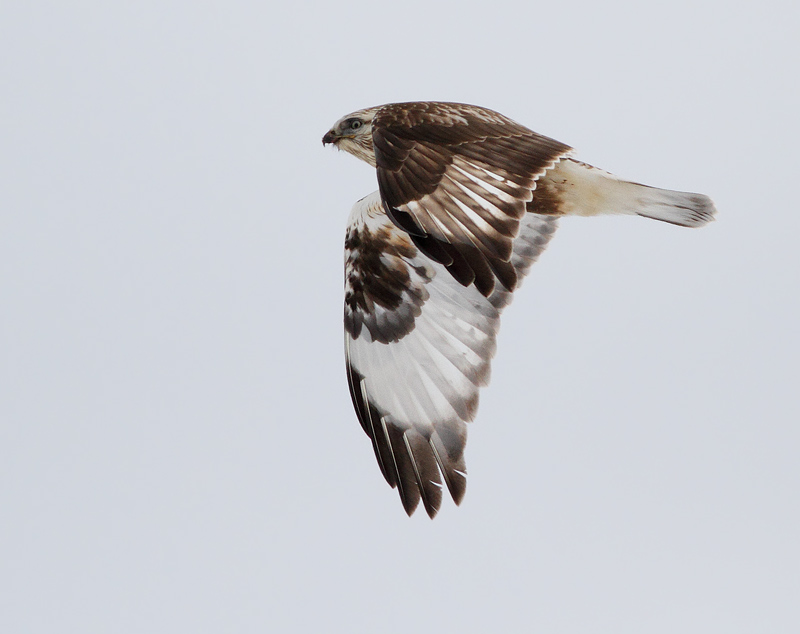 Rough-legged Hawk