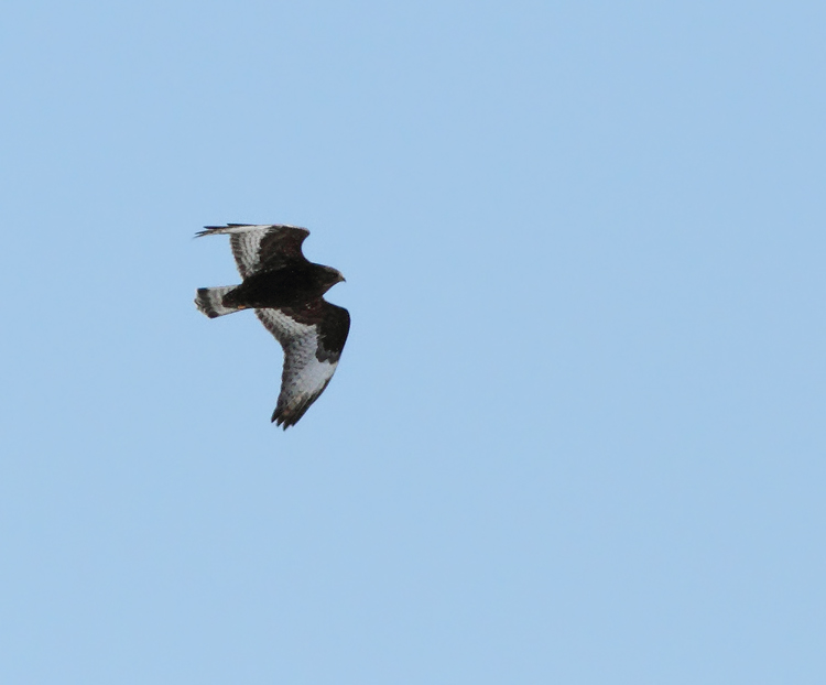 Rough-legged Hawk