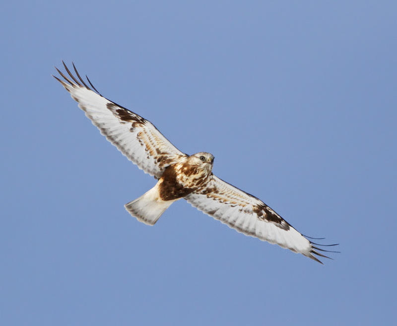 Rough-legged Hawk