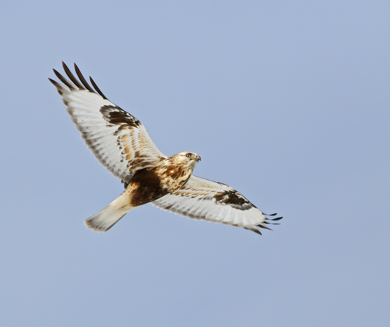 Rough-legged Hawk