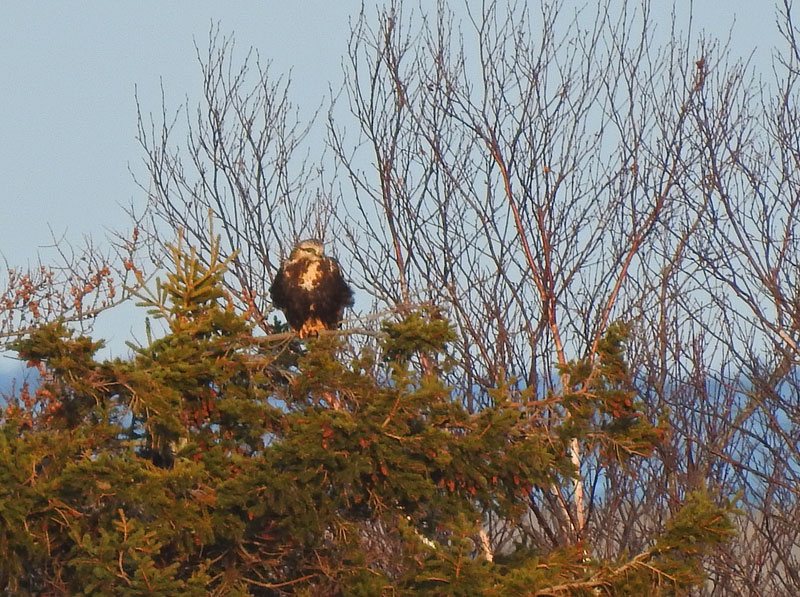 Rough-legged Hawk
