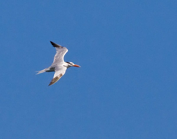 Royal Tern