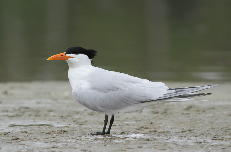 Royal Tern